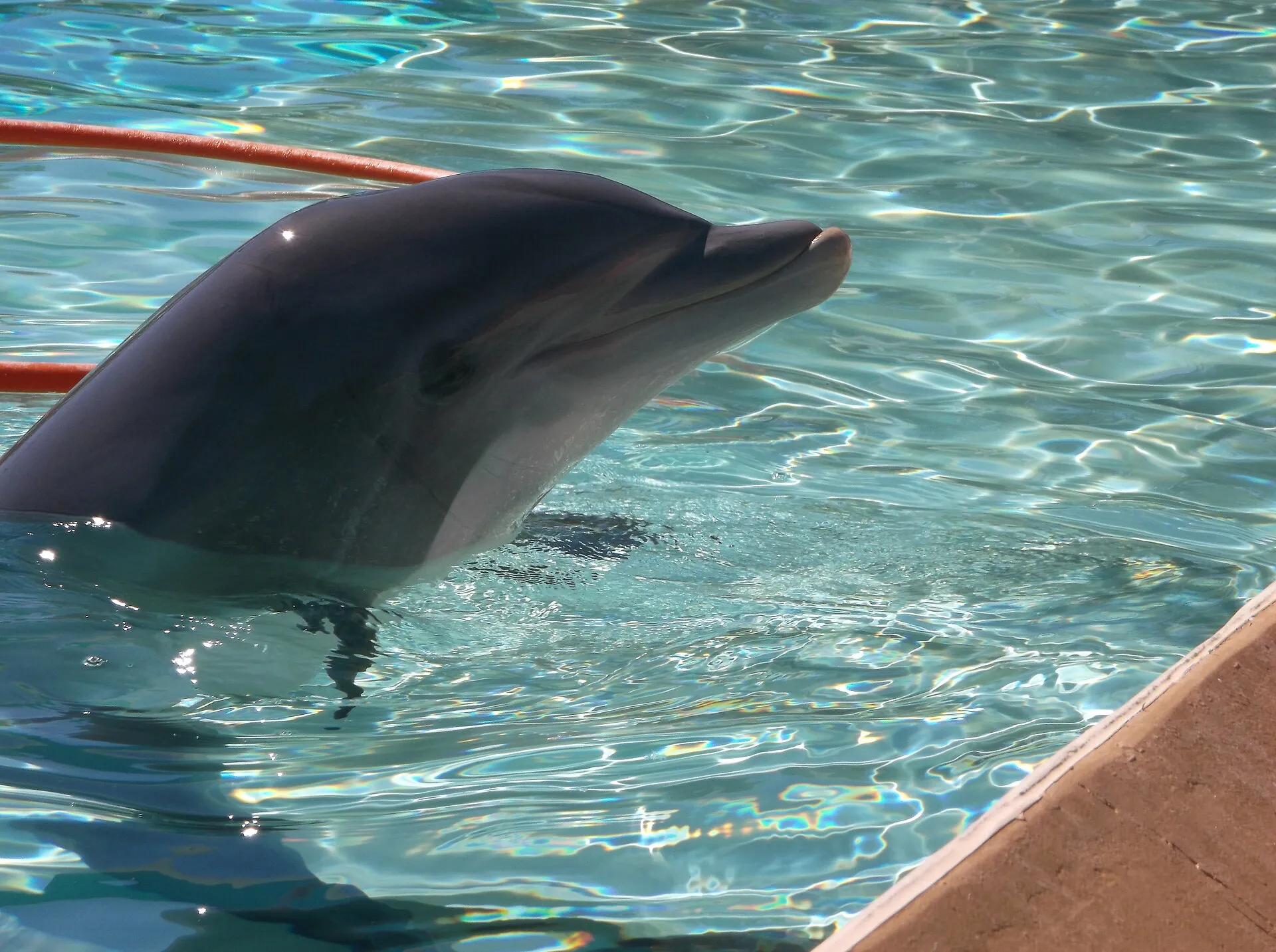 Dolphin Explorer: Swim with Dolphins