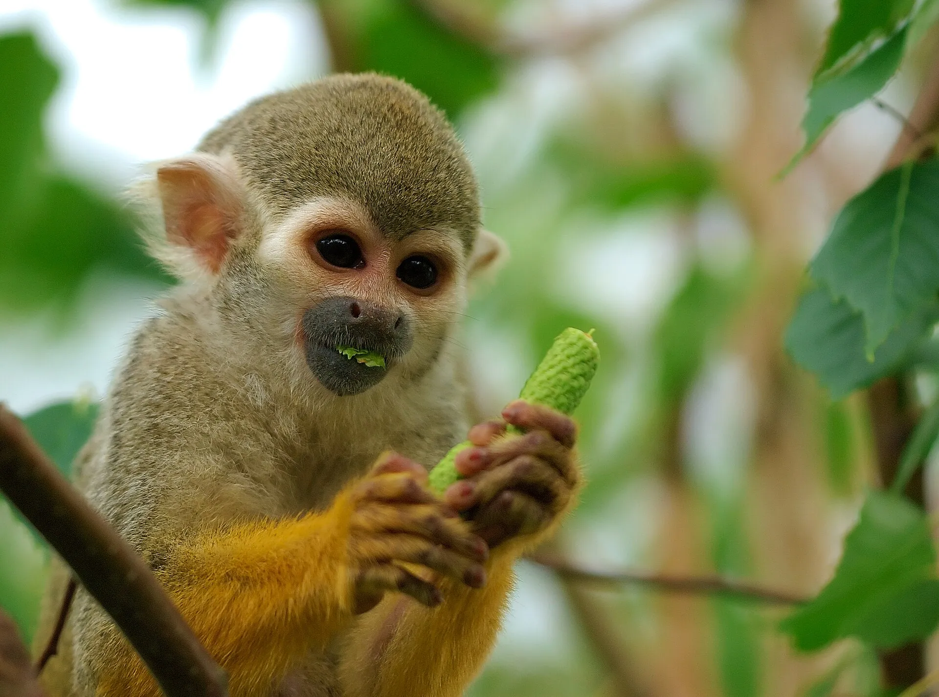 Monkey Land: Squirrel Monkey Sanctuary